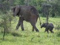 Sehr junger Elefant mit seiner Mutter