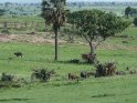 Blick auf eine weite Landschaft mit mehreren Büffeln