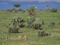 Antilopen 
 
Dieses Motiv wurde am 25. September 2017 in die Kategorie Murchison-Falls Nationalpark (Uganda) eingefgt.