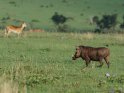 Warzenschwein mit einem Uganda Kob im Hintergrund