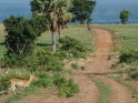 Uganda Kob kurz vor dem Überqueren einer Straße