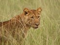 Portrait eines jungen männlichen Löwens