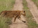 Junger Löwe beim Überqueren einer Straße
