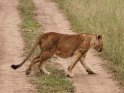 Junger Löwe überquert die Straße