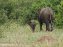 Elefantenbaby mit seiner Mutter 
 
Dieses Kartenmotiv ist seit dem 26. Februar 2016 in der Kategorie Queen Elizabeth Nationalpark (Uganda).
