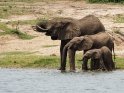 Elefanten beim Wassertrinken