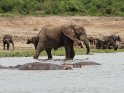 Elefant mit Flusspferden und Büffeln am Wasser