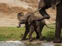 Sehr junges Elefantenbaby