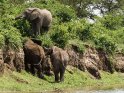 Elefanten am Ufer