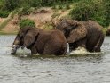 Zwei Elefanten im Wasser