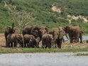 Elefantenherde mit mehreren Babys