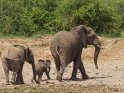 Zwei Elefanten mit einem Babyelefanten