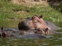 Flusspferde im Wasser 
 
Dieses Motiv findet sich seit dem 29. Juli 2015 in der Kategorie Queen Elizabeth Nationalpark (Uganda).