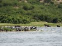 Ufer mit Komoranen, einem Pelikan, Marabus einem Nimmersatt und zahlreichen anderen Vgeln. Im Hintergrund sieht man mehrere Bffel und Nilpferde.