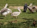 Pelikane mit Nilgänsen und einem Marabu