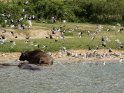 Büffel und Nilpferde im Wasser mit zahlreichen Vögeln am dahinter liegenden Ufer