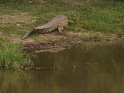 Krokodil am Ufer