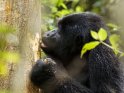 Gorilla beim Anknabbern eines Baumes