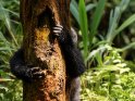 Berggorilla umschlingt einen Baum