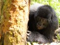 Gorilla liegt neben einem Baumstamm
