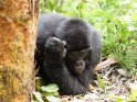 Liegender Gorilla kratzt sich am Kopf