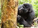 Gorilla mit einem angeknapperten Baumstamm