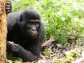 Liegender Gorilla