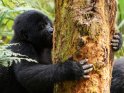 Ein Gorilla knabbert an einem Baum und sieht dabei so aus, als wrde er ihn umarmen und kssen.