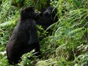 Zwei Gorillas im Regenwald