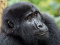Portrait eines Gorillas