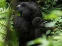 Weiblicher Gorilla mit einem Baby