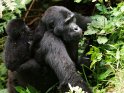 Babygorilla mit seiner Mutter