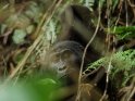 Gorillamutter mit ihrem Kind