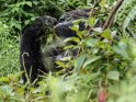 Essender Gorilla 
 
Dieses Motiv findet sich seit dem 01. August 2015 in der Kategorie Berggorillas.