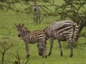 Zebrafohlen mit seiner Mutter