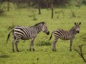 Zwei Zebras im Regen