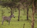 Junges Zebra im Profil