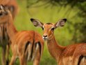 Impalas 
 
Dieses Kartenmotiv ist seit dem 31. Mai 2016 in der Kategorie Lake-Mburo Nationalpark (Uganda).