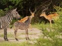 Zebras und Impalas