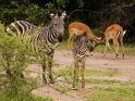 Junges Zebra mit seiner Mutter und kmpfenden Impalas im Hintergrund
