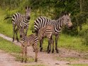 Junge Zebras mit ihren Müttern
