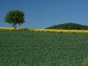Frühlingsbild mit einem Baum, einem Hügel und einem Rapsfeld
