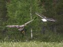 Fliegender Seeadler mit einer Möwe