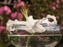Lilie in einer Glasschüssel