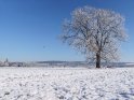 Winterlicher Baum mit Göttingen am Horizont