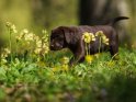 Labrador Welpe läuft zwischen Schlüsselblumen hindurch