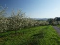 Blühende Kirschbäume bei Witzenhausen in Nordhessen
