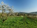 Blühende Kirschbäume mit Blick auf die nordhessische Kleinstadt Witzenhausen