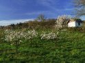 Blühende Kirschbäume bei Witzenhausen
