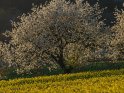 Blühender Kirschbaum mit einem Rapsfeld im Vordergrund